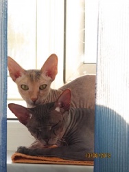 Баста и Касандра