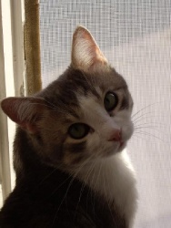 post-49775-1344960647_thumb