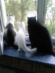 Рудик, Кася и Кокос