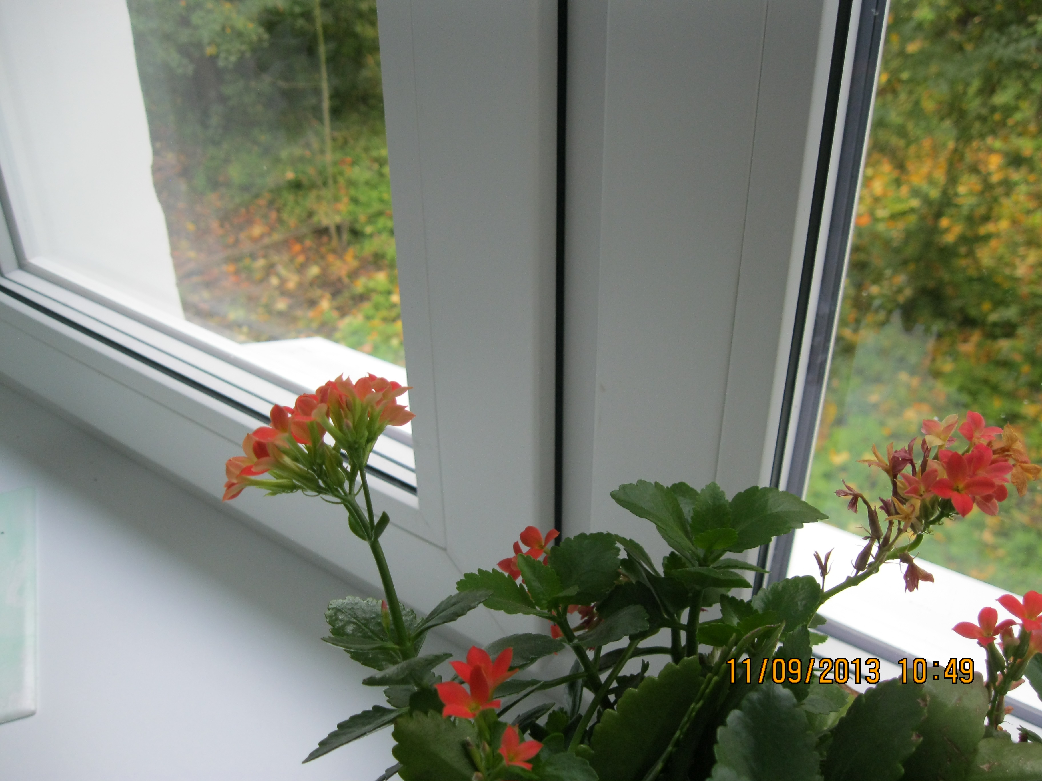 детский сад Кречевицы, фото после замены оконных систем