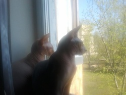 Арчи и Клепа