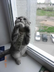 Семен Семеныч