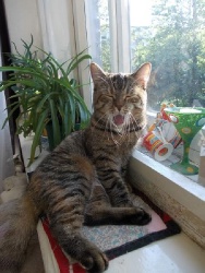 Квина-каквина