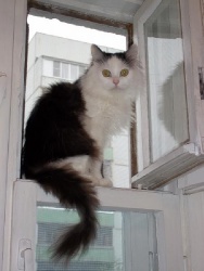 post-49775-1344960727_thumb