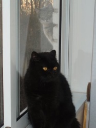 Дина и ее сосед