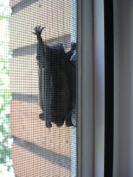 post-64482-1344934350_thumb