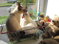 Спартак и Касандра