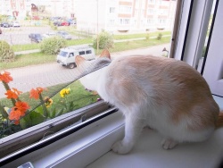 Афоня Швондер