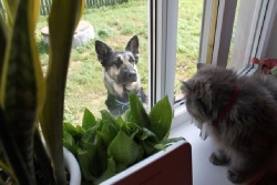 Мурка и Буся